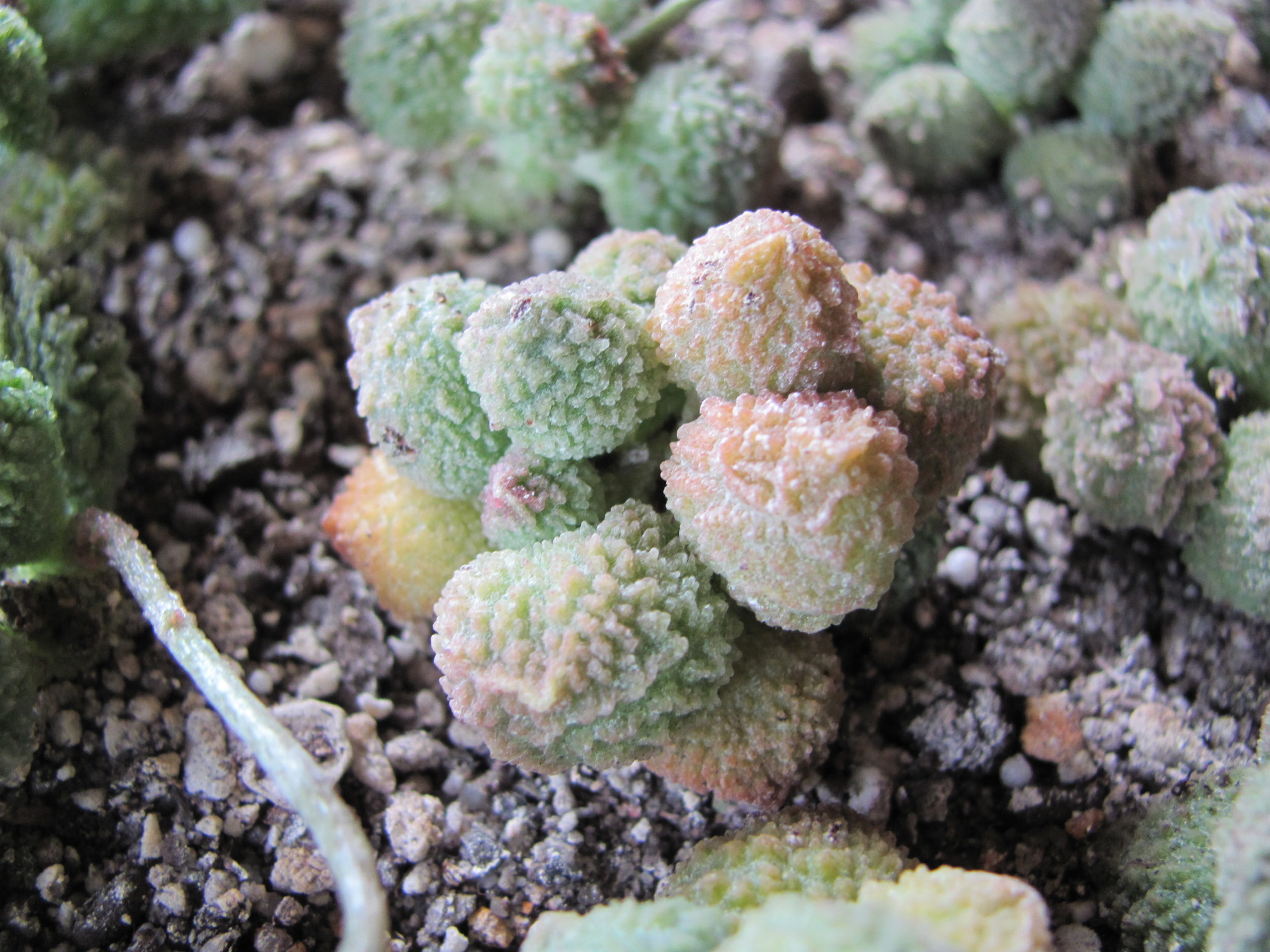 Adromischus marianiae Herrei Green