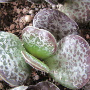 Adromischus rupicola