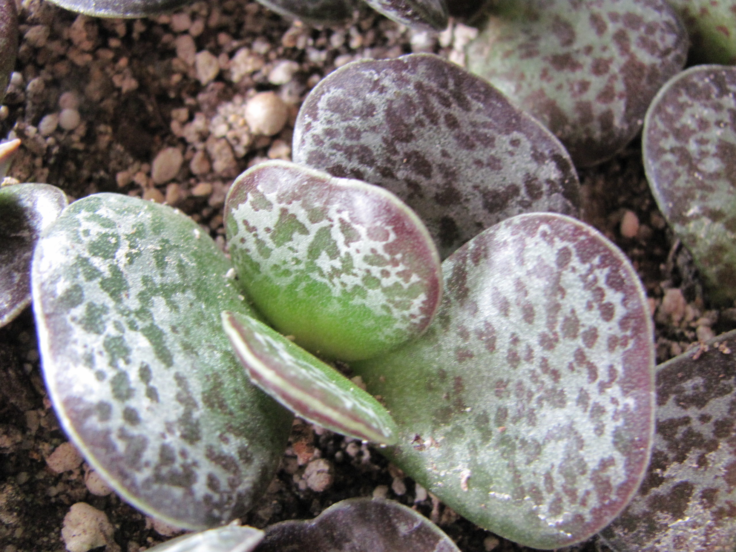 Adromischus rupicola
