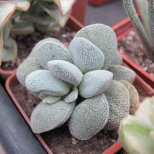 Crassula tecta