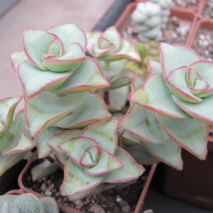 Crassula perforata  *String of Buttons*