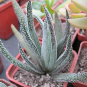 Crassula hirta