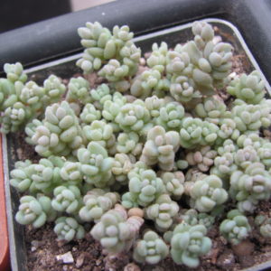 Sedum dasyphyllum