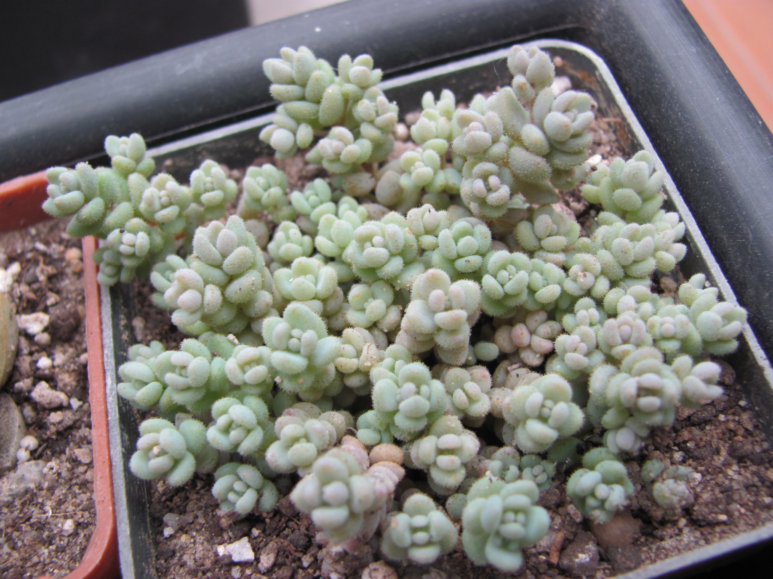 Sedum dasyphyllum