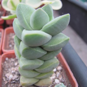 Crassula moonglow