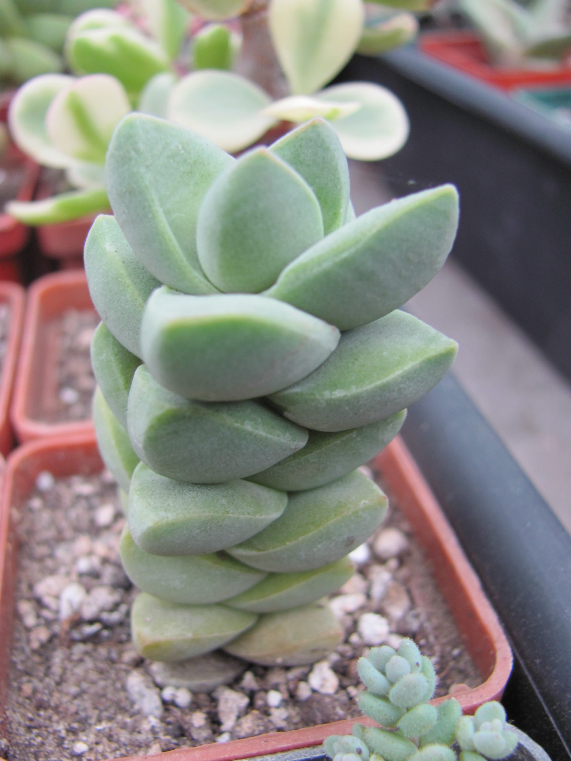 Crassula moonglow