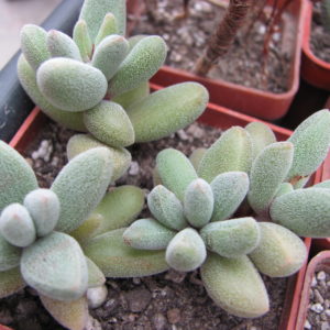 Crassula  namaguensis