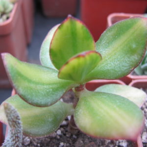 Crassula Solana