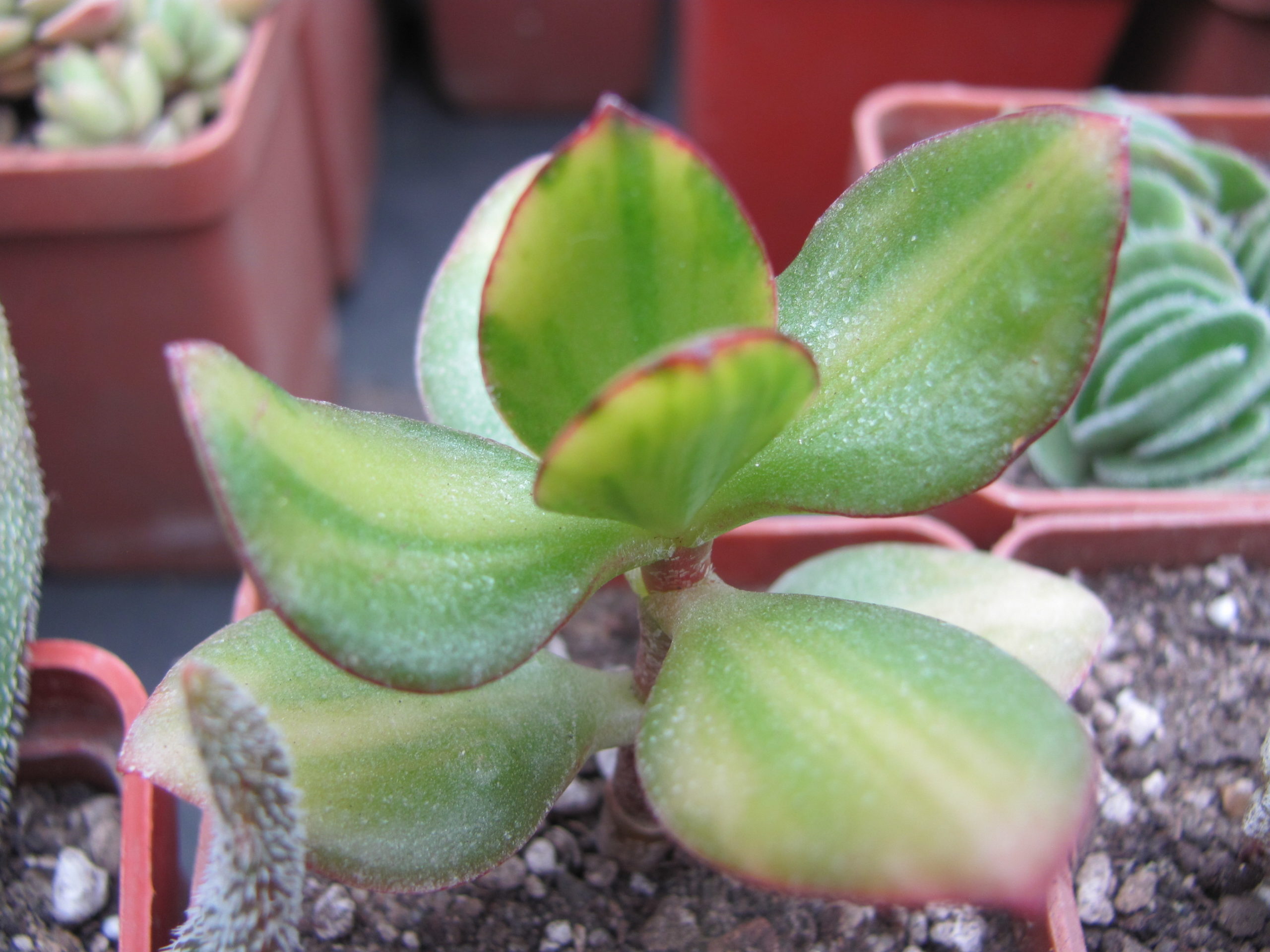 Crassula Solana