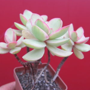 Crassula swaziensis variegata