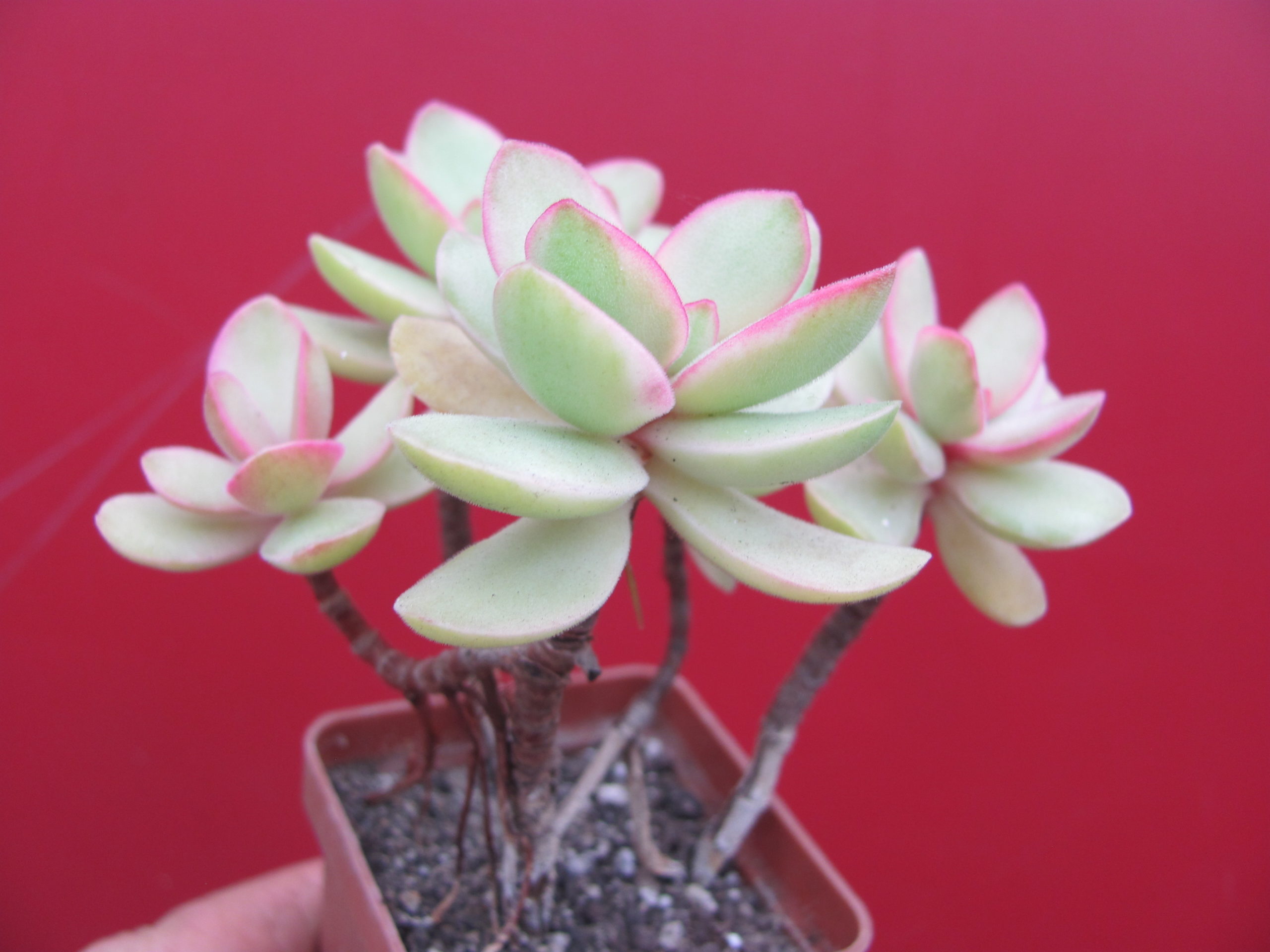 Crassula swaziensis variegata