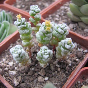 Crassula coralina
