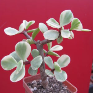 Portulacaria afra variegata
