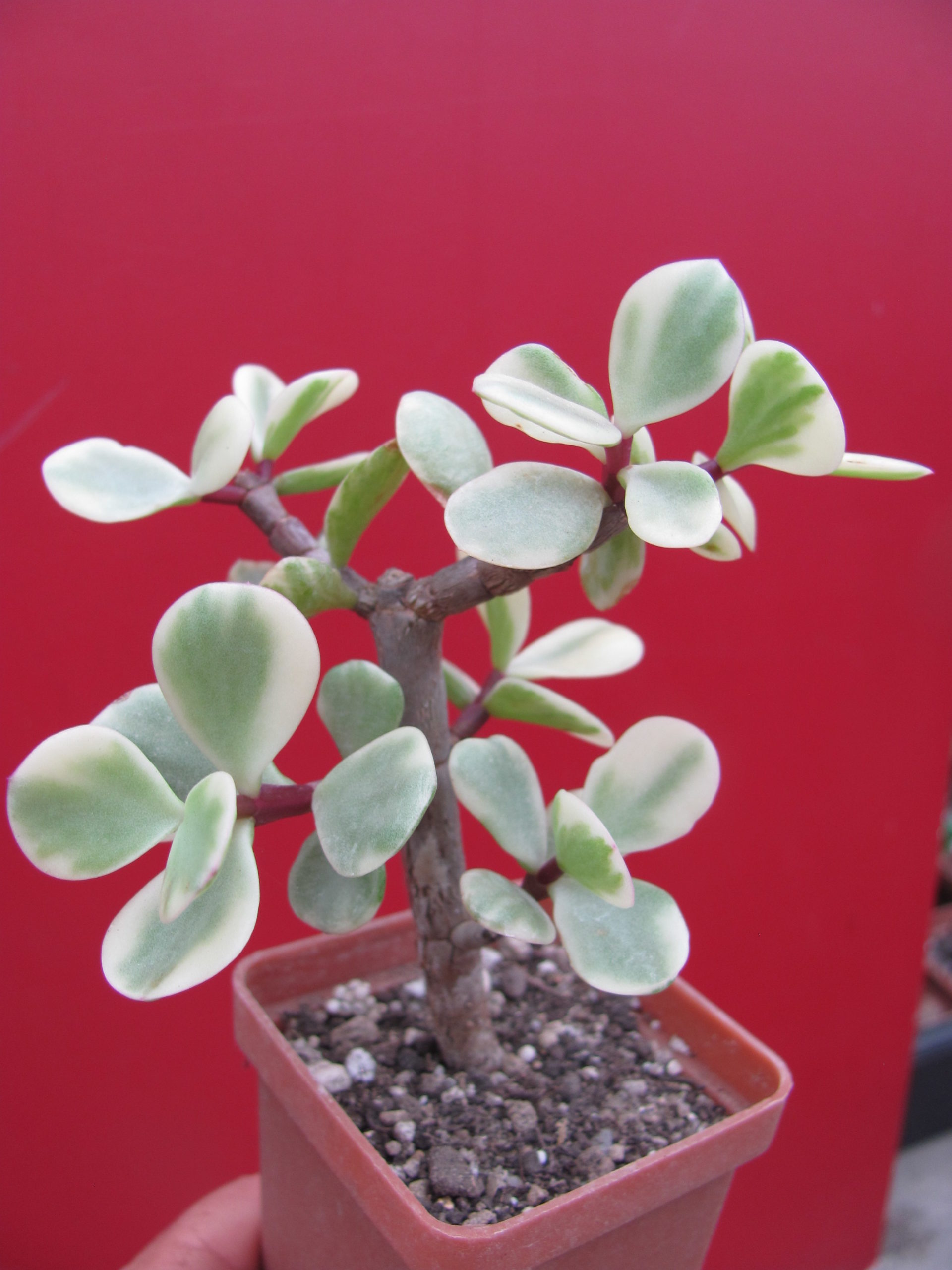 Portulacaria afra variegata