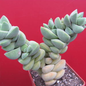 Crassula moonglow