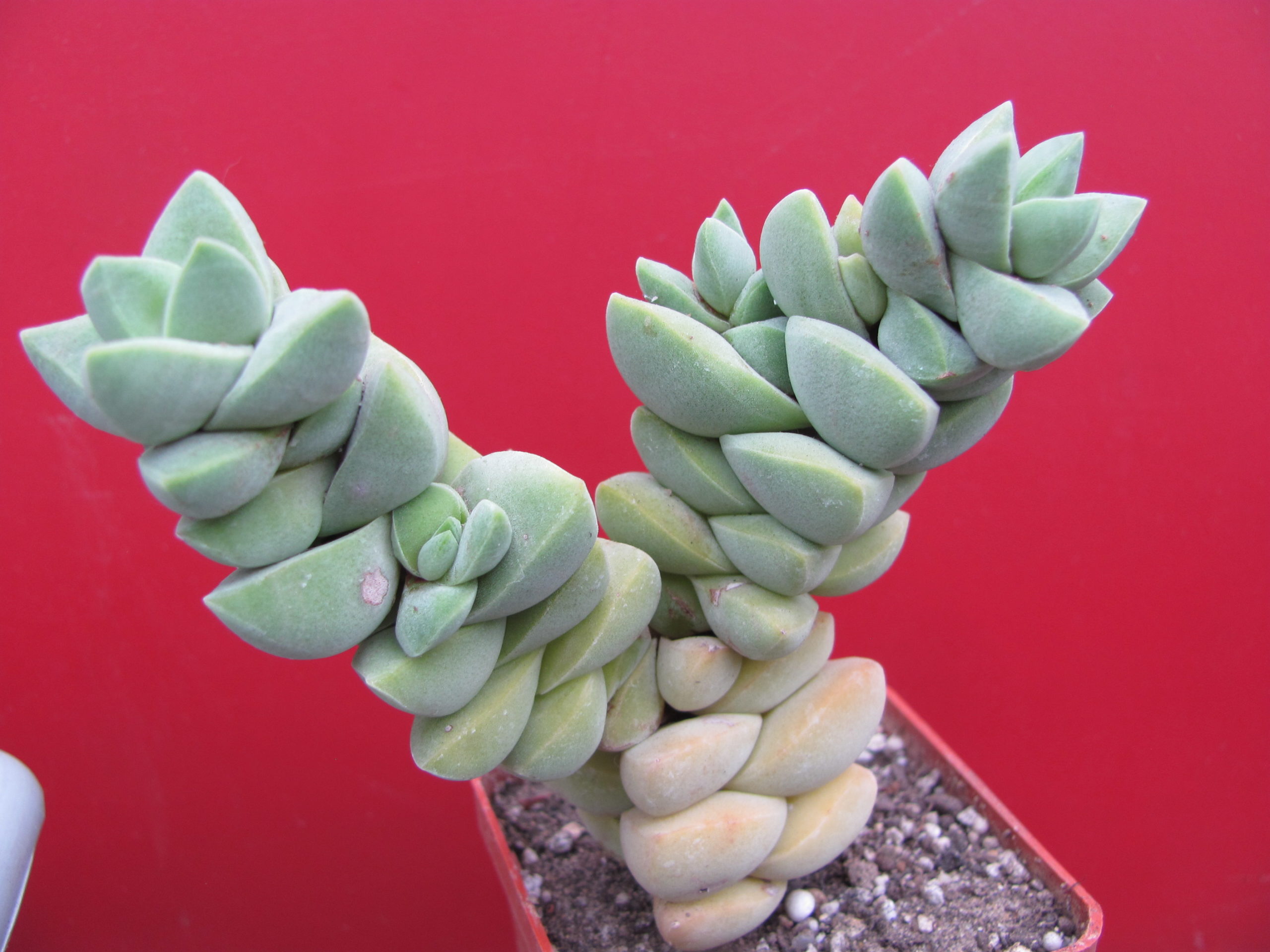 Crassula moonglow