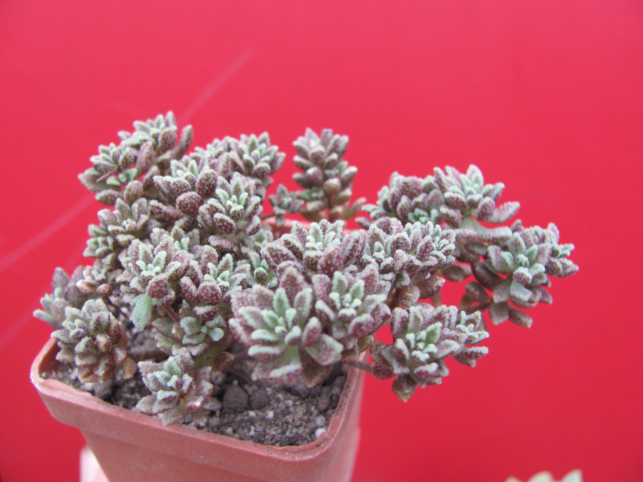 Monanthes subcrassicaulis