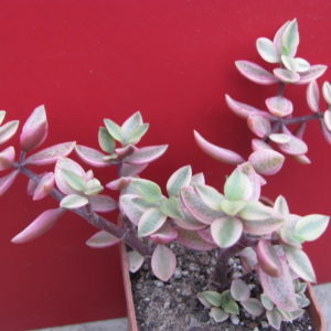 Crassula volkensii variegata