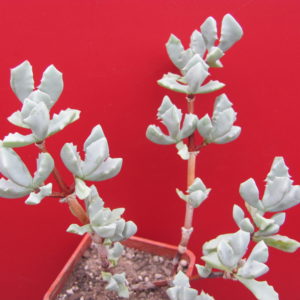 Oscularia deltoides
