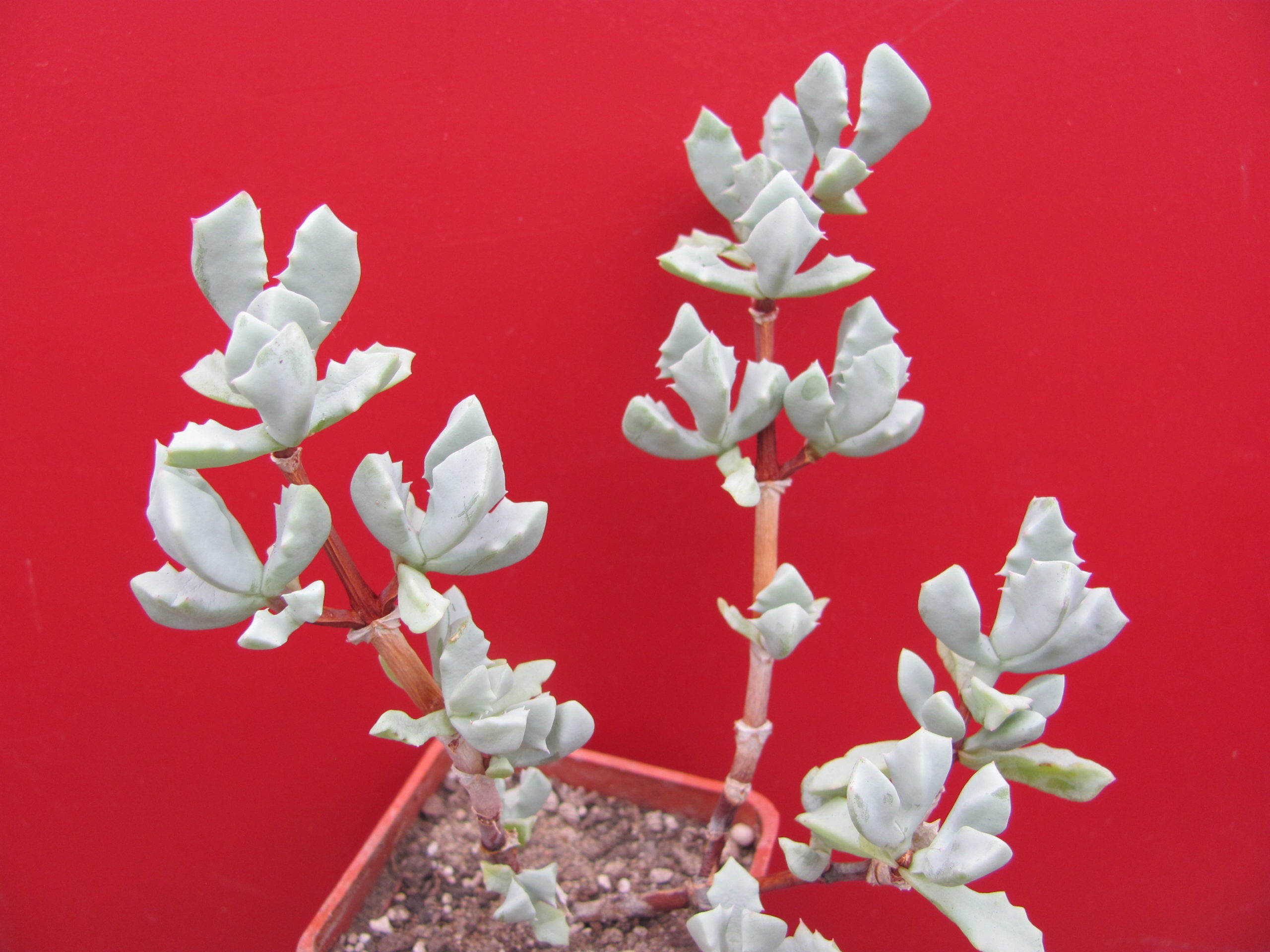 Oscularia deltoides