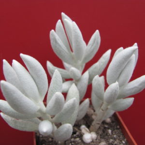 Senecio haworthioides