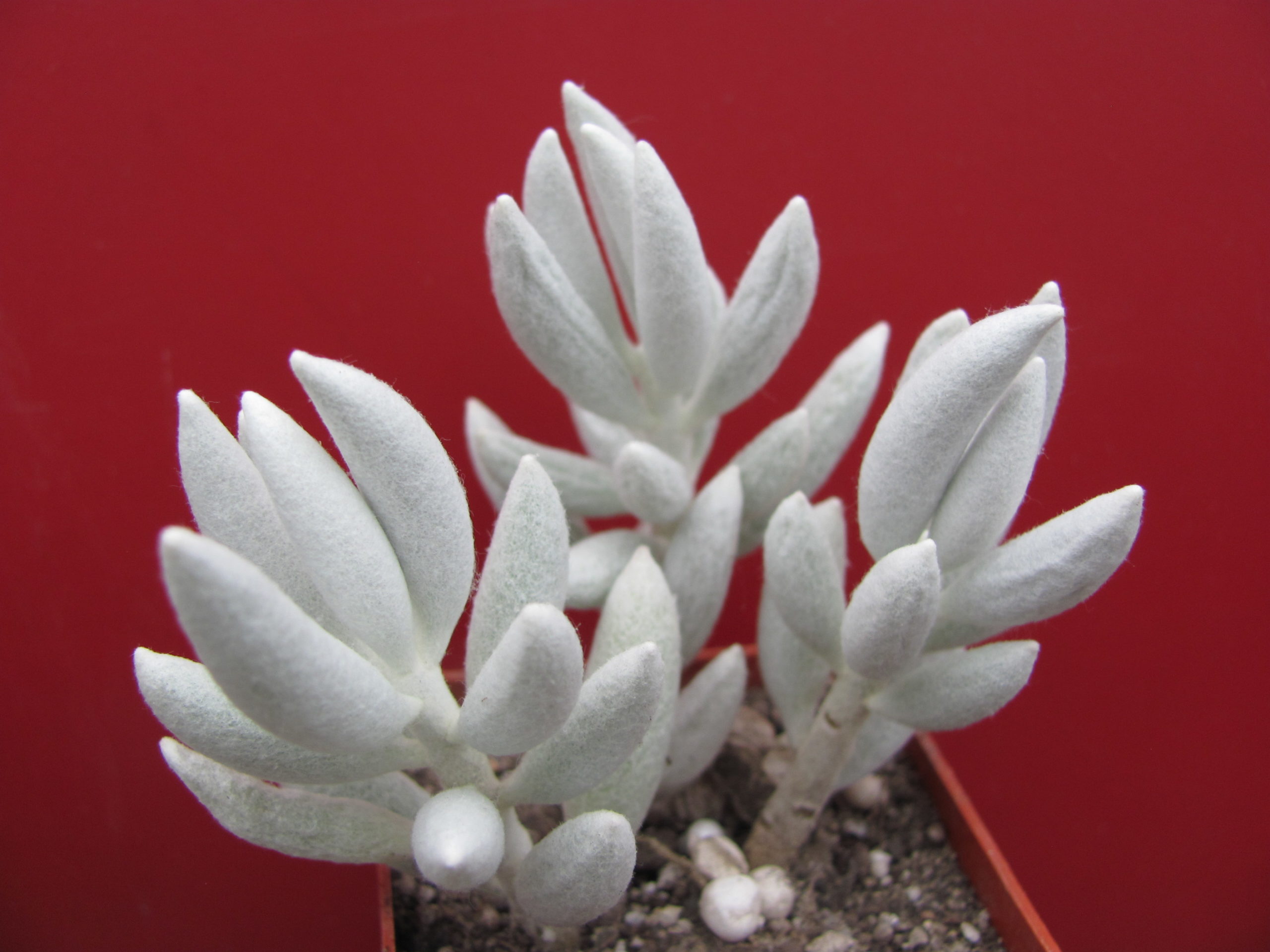 Senecio haworthioides