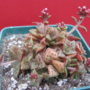 Crassula picturata