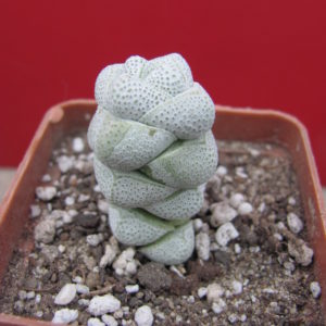 Crassula deceptor