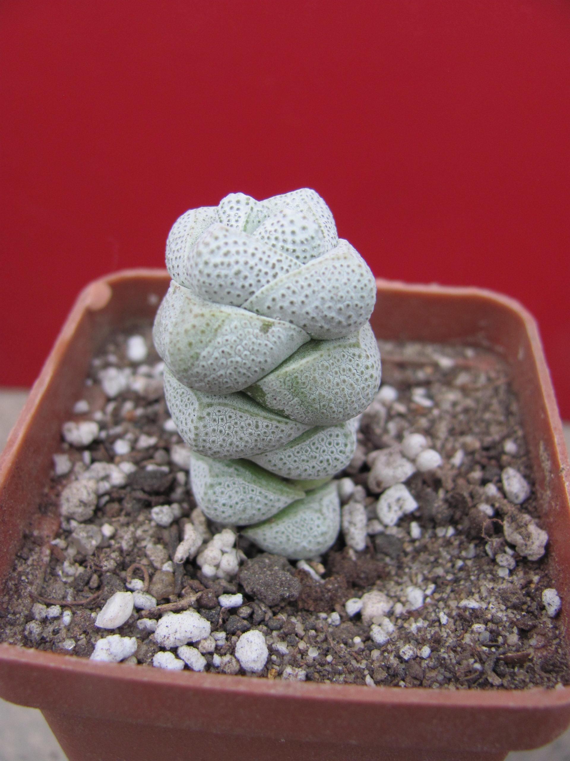 Crassula deceptor
