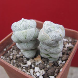 Crassula deceptor