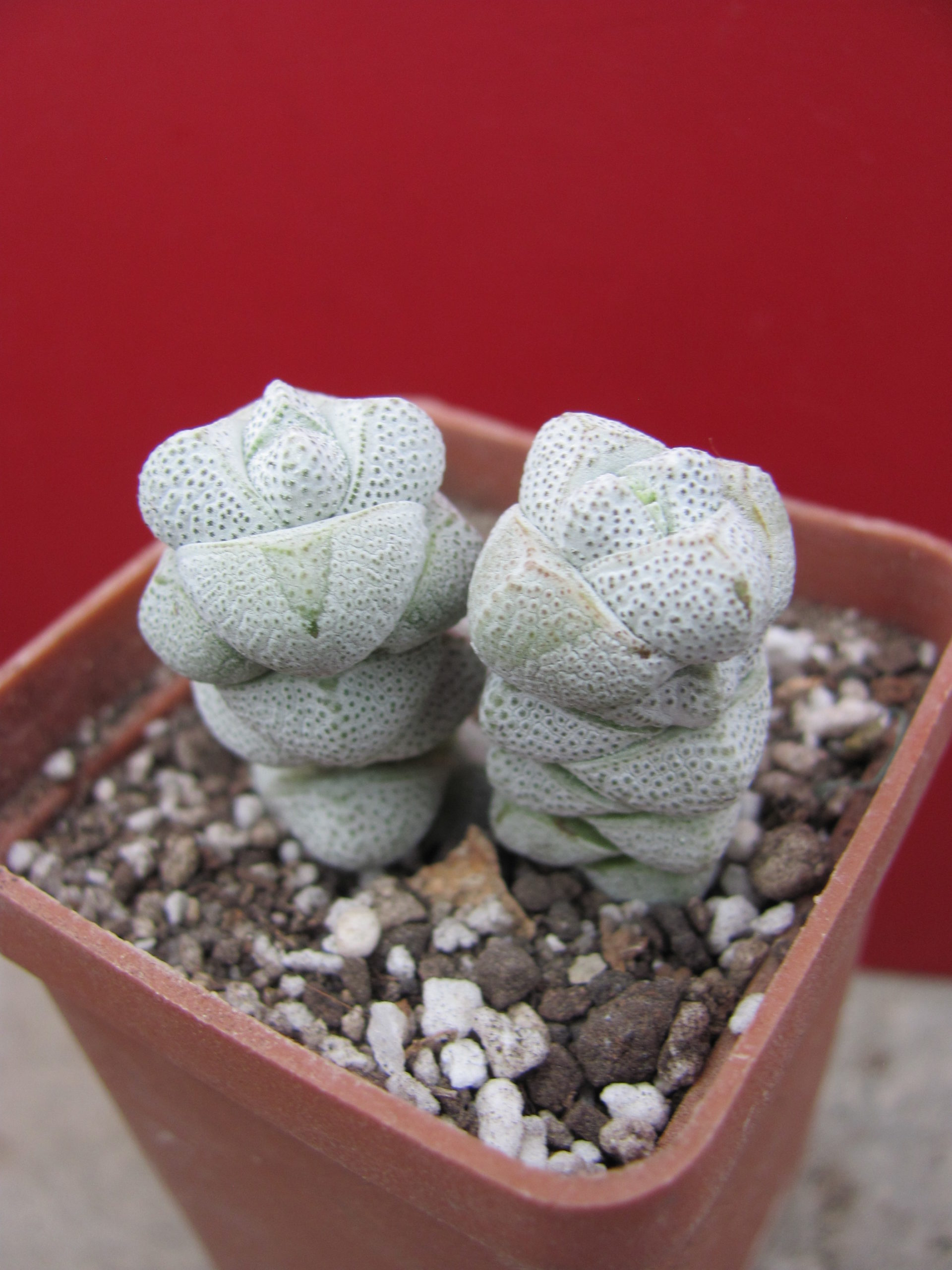 Crassula deceptor