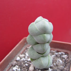 Crassula plegmatoides