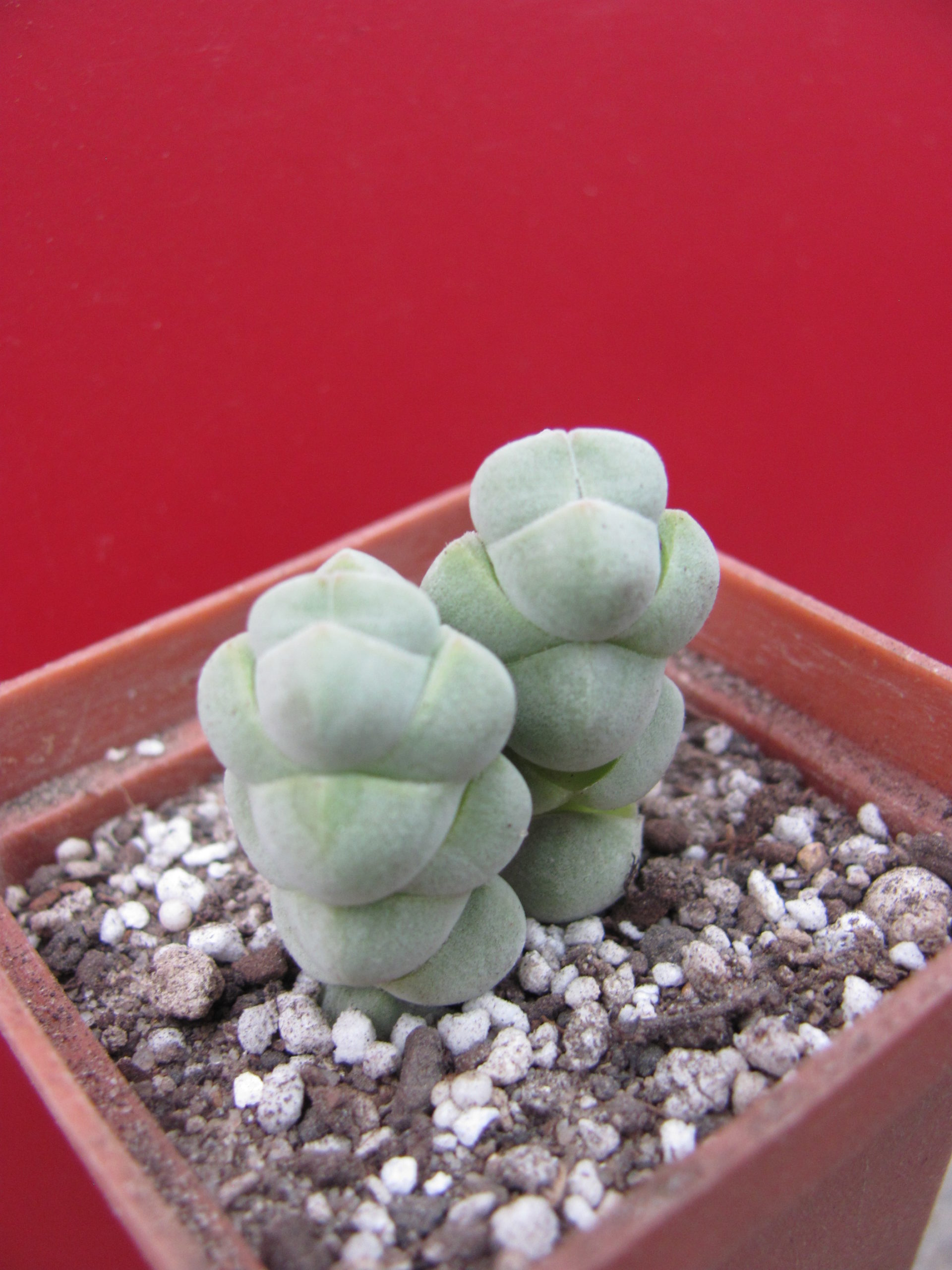 Crassula plegmatoides