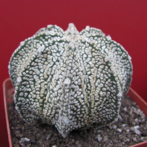 Astrophytum Super Kabuto  hybr.