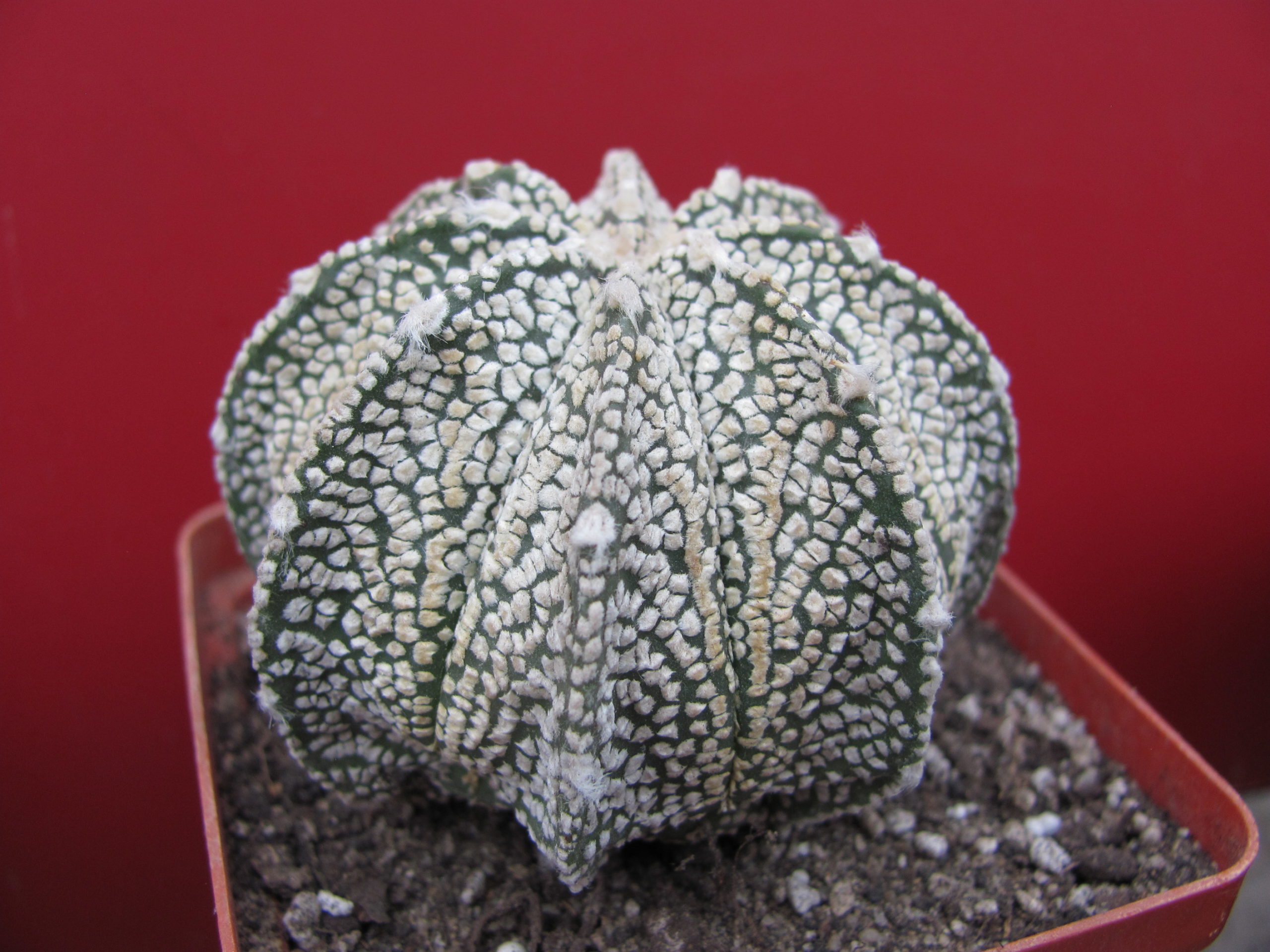 Astrophytum Super Kabuto  hybr.