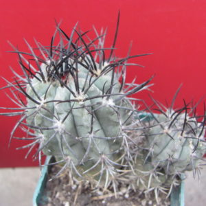Neochilenia  paucicostata