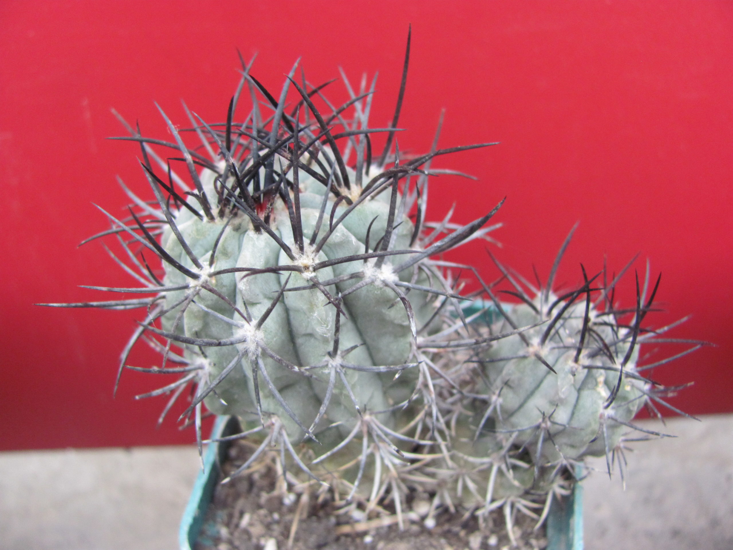 Neochilenia  paucicostata