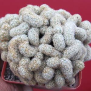 Mammillaria elongata cristata