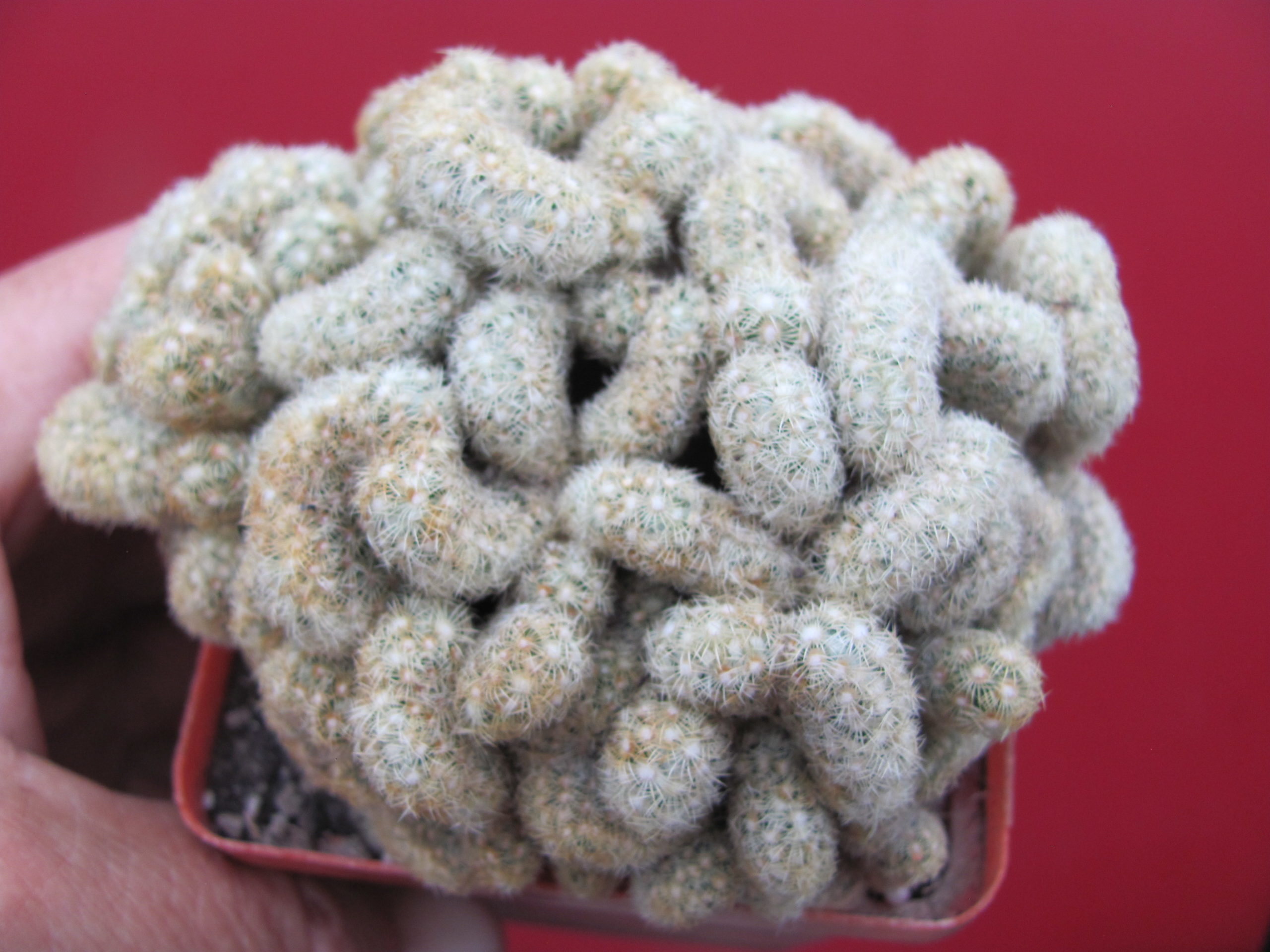 Mammillaria elongata cristata