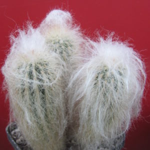 Espostoa ritteri