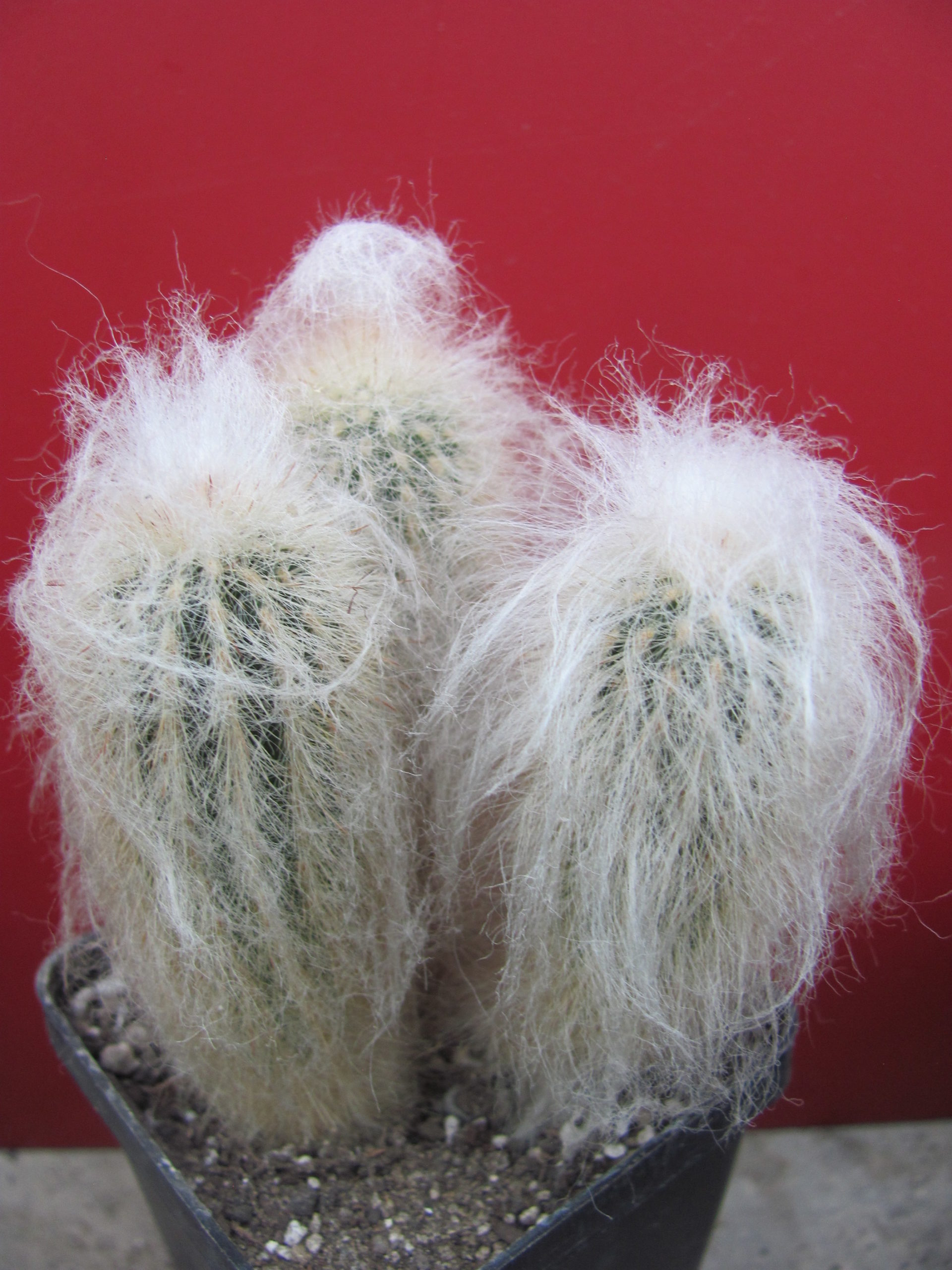 Espostoa ritteri