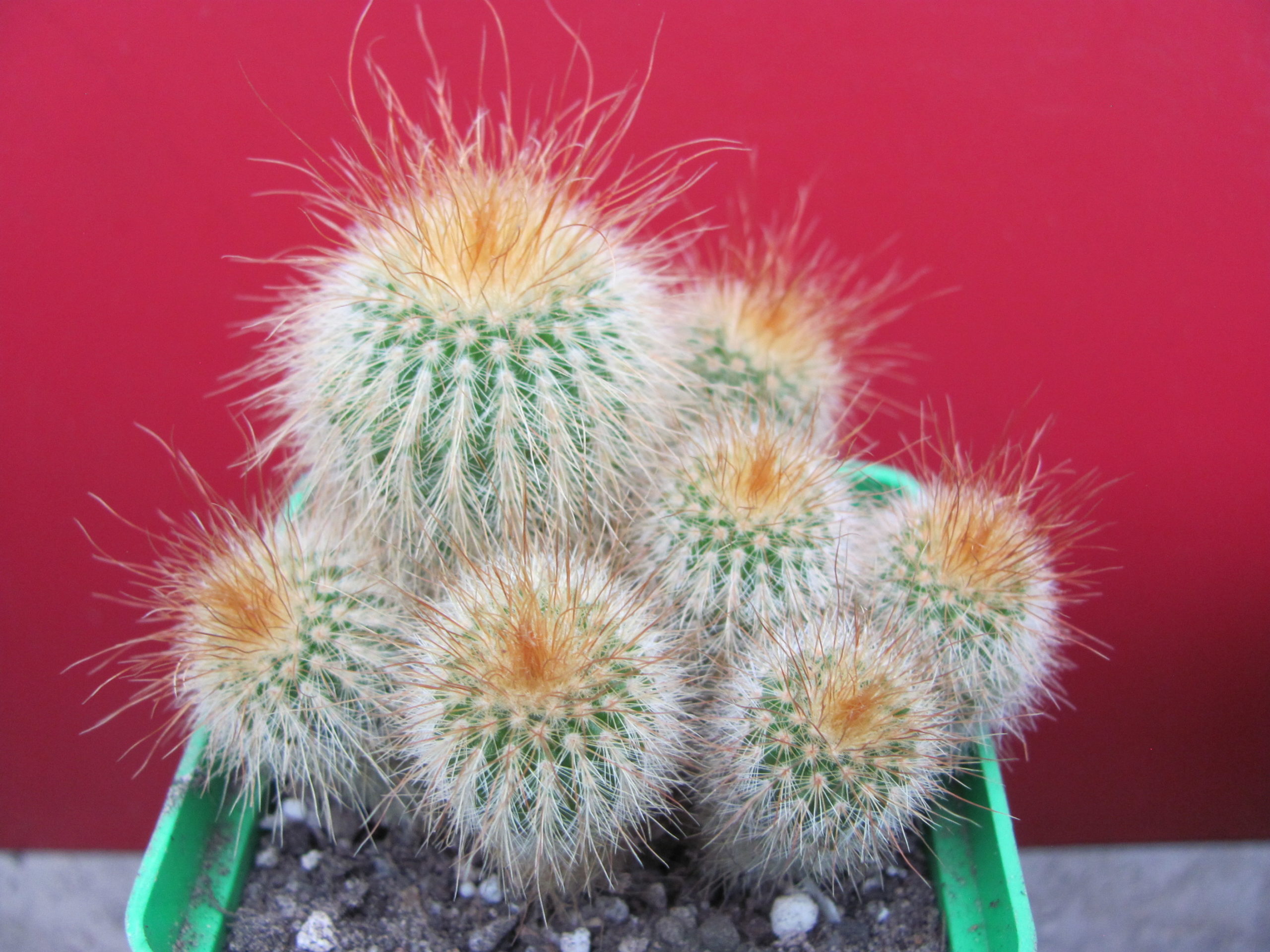 Eriocactus leninghausii