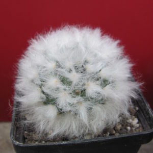Mammillaria multilanata