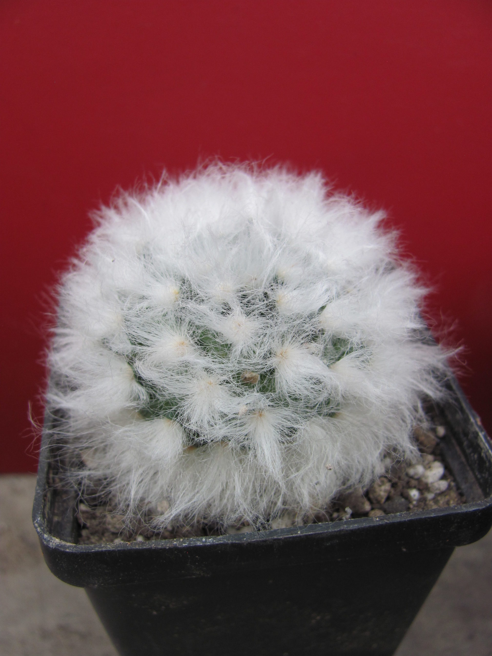 Mammillaria multilanata
