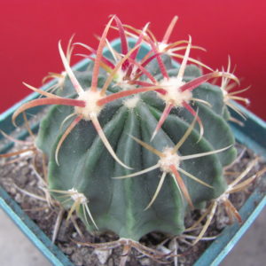 Ferocactus latispinus rubrispinus