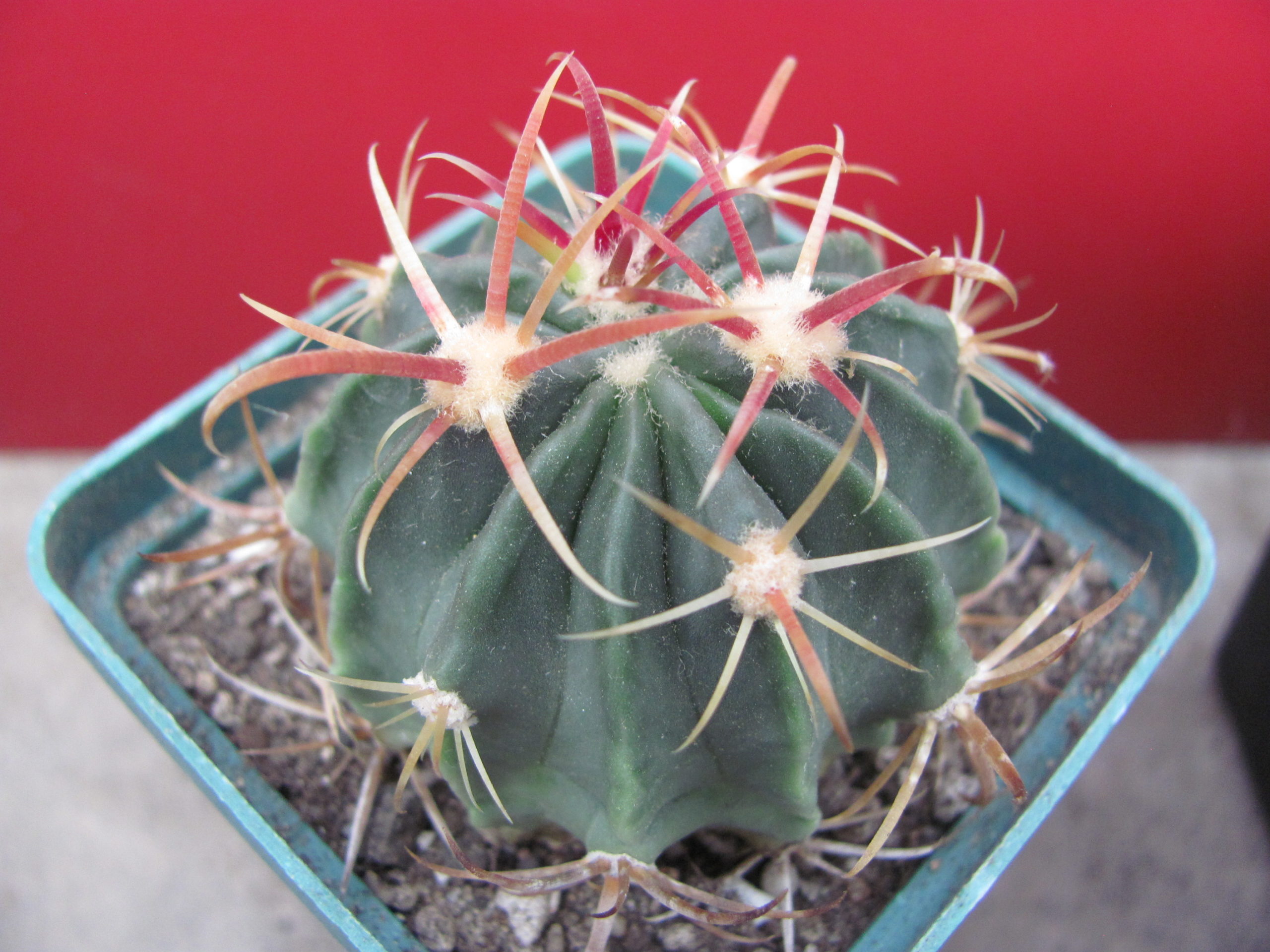 Ferocactus latispinus rubrispinus