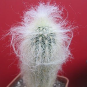 Espostoa ritteri