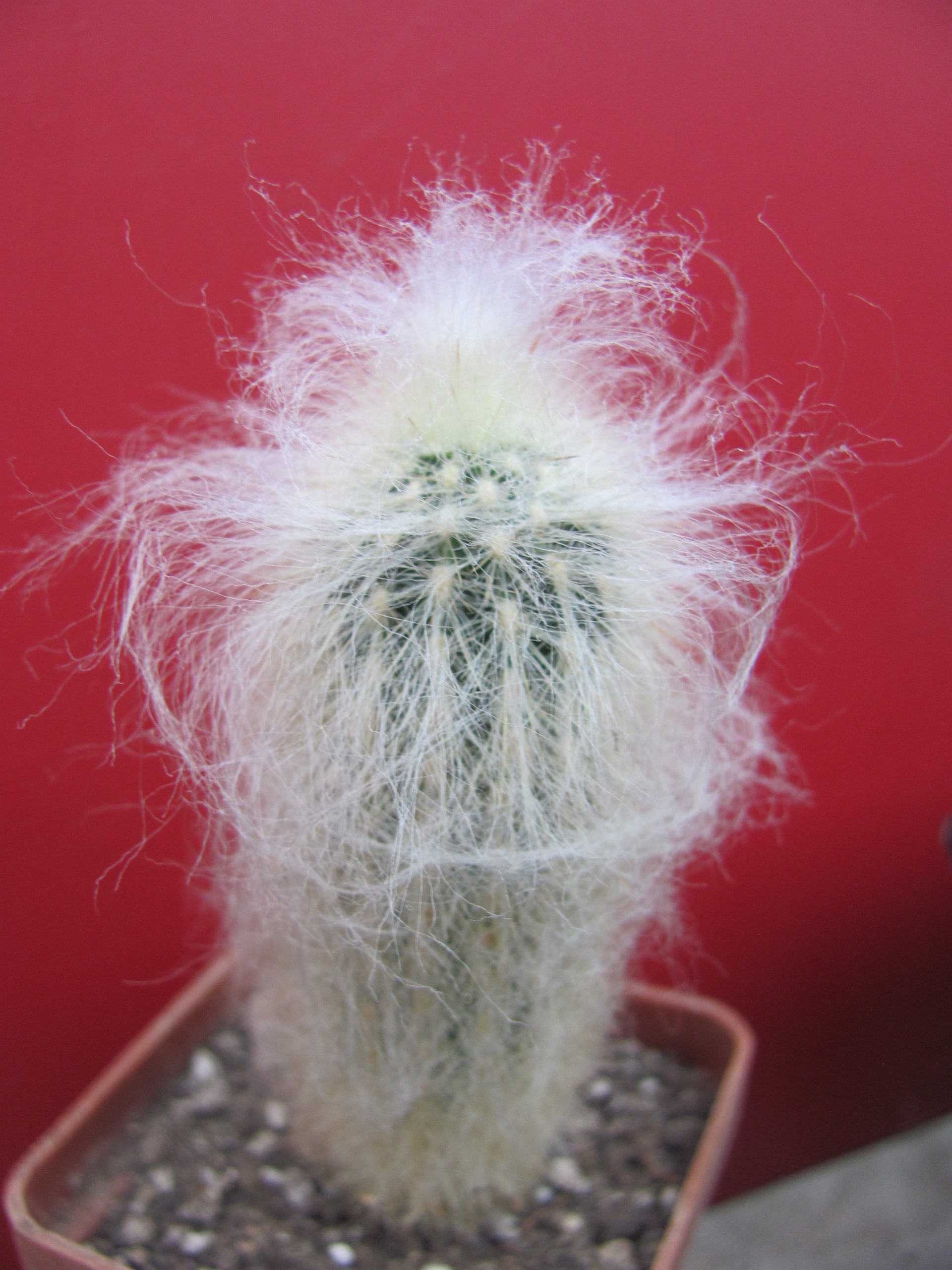 Espostoa ritteri