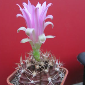 Gymnocalycium