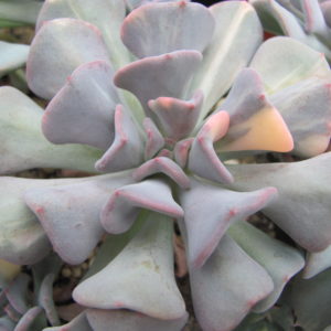 Echeveria Cubic Frost variegata
